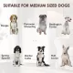 Dog Feeding Station, Dog Food Storage Cabinet with Hidden Dog Bowls, Adjustable Panel, Hooks, for Medium Sized Dogs, White Dog Feeding Station, Dog Food Storage Cabinet with Hidden Dog Bowls, Adjustable Panel, Hooks, for Medium Sized Dogs, White